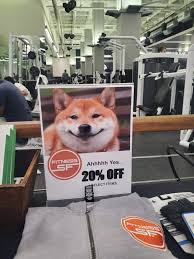 Cute Shiba Flyer @ the Gym