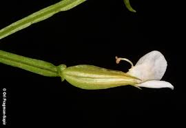 Image result for Canscora alata