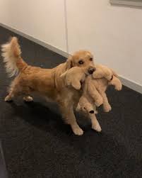 Barley On Instagram The Real Reason Why The Human Is Always Late Dailyelevatorgame Citylife In 2020 Funny Dogs Dogs Golden Retriever Cute Animals