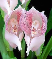 Pin On Orchids Is That Real