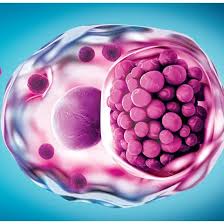 Image result for Chlamydia Trachomatis