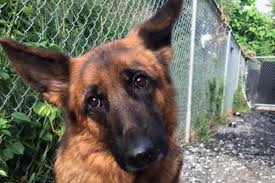 Training a new german shepherd puppy with layla the lovely and german shepherd man. Abandoned German Shepherds Rounded Up In Nj 10 And Counting