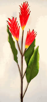 Pin On Canna Indica