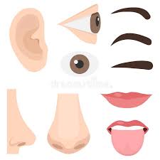 Find and follow posts tagged human face on tumblr. Illustration Of Different Parts Of The Face Human Face Parts Organs Icons Body Parts Stock Illustration Illustration Of Five Drawing 166932700