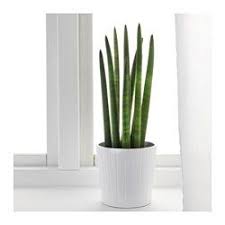 Fresh Home Furnishing Ideas And Affordable Furniture Sansevieria Cylindrica Plants Sansevieria