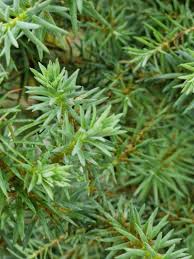 Image result for Widdringtonia whytei