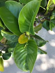 Image result for Sarcocephalus