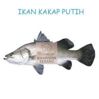 Gudang laut (transito), tempat untuk menyimpan muatan dari kapal atau yang akan di pindah ke kapal. Jual Ikan Segar Di Jawa Tengah Harga Terbaru 2021