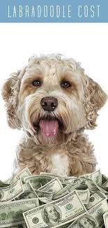 Labradoodle Cost Petsandanimals Dogs Information Labradoodle Labradoodle Puppy Best Puppies