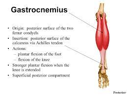 The gastrocnemius is a very potent superficial bipennate muscle that is in the back part of the lower leg muscles. Muscles Of The Ankle And Foot Ppt Video Online Download
