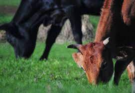 Esta enfermidade foi diagnosticada pela primeira vez, no ano de 1986, quando houve a morte de diversos bovinos em . Saiba O Que E E Como Surgiu O Mal Da Vaca Louca Canal Rural