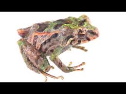 Image result for Pristimantis mutabilis