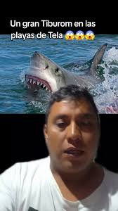 Ataque de tiburón en playas de Tela, Honduras 👀