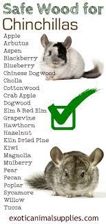 Pin On Chinchillas