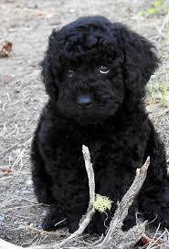 Standard poodles are a very tall dog and even bred down a generation, most labradoodles are 35 to 55 pounds and 18 to 23 tall at the. Labradoodles Of Montana Labradoodle Puppy Black Labradoodle Australian Labradoodle Puppies
