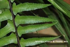 Image result for Asplenium lividum