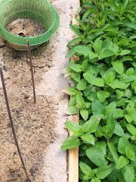 Schneckenzäune mit scharfen kanten halten schnecken besonders wirksam fern. Der Schneck Muss Weg Test Einer Naturlichen Schneckenbarriere Hang Zum Grunen
