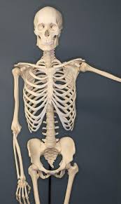 Anatomy at earth's lab is a free virtual human anatomy portal with detailed models of all human body based upon the position of it's major joints and component bones, the upper limb is split into. Human Skeleton Wikiwand