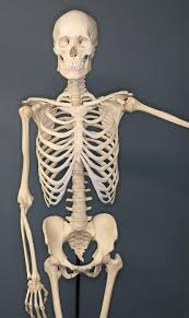 Welcome to innerbody.com, a free educational resource for learning about human anatomy and physiology. Human Skeleton Wikiwand