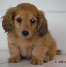We provide a free lising service for dachshund breeders to advertise their puppies in detroit, grand rapids, lansing and anywhere else in michigan. Miniature Dachshund Puppies For Sale In Crystal Michigan Classified Americanlisted Com