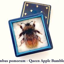 Image result for Bombus pomorum