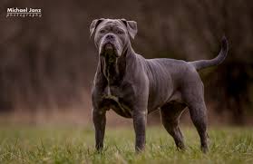 #dogs #personal #old english bulldog #this dog produces so much slobber i could never have a bulldog or a boxer so now i have a dog, in an easily three feet wide by two feet deep hole, snoring. Old English Bulldog Foto Bild Tiere Haustiere Hunde Bilder Auf Fotocommunity