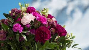 Happy mother's day to all the amazing mamas out. Blumen Anschneiden So Bleiben Schnittblumen Langer Frisch Bayern 1 Radio Br De