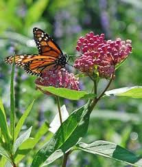 Growing Milkweed For Monarchs Butterfly Plants Milkweed Plant Habitat Garden
