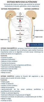 Pin En Anatomia