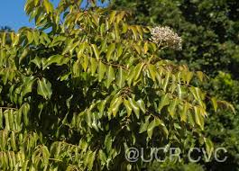 Image result for Clausena lansium