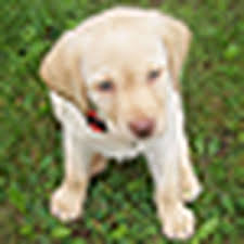 Dudley lab vs yellow lab. Hi Everybody Im New To This I Want To Know If My Dog Is A Dudley Dudley Labradors Flickr