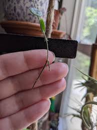 It can live for decades when grown in the right conditions! Hoya Serpens Peduncle Watch Album On Imgur