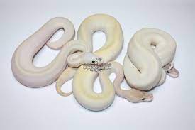 Super Mojave Ivory Super Lesser Ball Python Art Of Living Python