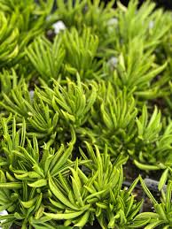 Image result for Senecio propior