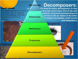 Other plants, in the cacti family, do not have any leaves. The Desert Biomes Animals