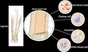 Velcade Bortezomib Understanding Your Diagnosis Multiple Myeloma Myeloma Multiple Myeloma Cancer