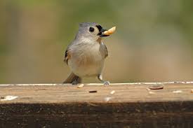 One section, usually consisting of the. Double The Pleasure Shades Of Gray Backyard Bird Nerd
