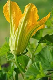 Lilies are known for lasting a significant amount of time when used as a cut flower arrangement. Top Best Beautiful Nature Desktop Wallpapers Free Download 1920 1080 Top 10 Best Wallpapers 41 Wallpa Beautiful Flowers Squash Flowers Most Beautiful Flowers