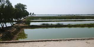 What you need to know about. Kataria Fish Farm And Fish Hatchery Photos Facebook