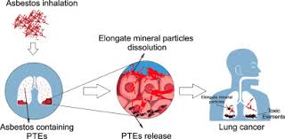 But cancer that is thought to be cured can still come back even years later. Potentially Toxic Elements Ptes Associated With Asbestos Chrysotile Tremolite And Actinolite In The Calabria Region Italy Sciencedirect