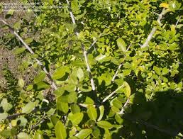 Plant Identification Closed East Texas Thorn Trees 4 By Scribbles646