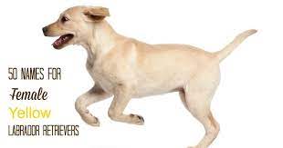 50 Names For Female Yellow Labrador Retrievers Meaningful Lab Names The Modern Bark Dog Training Tips