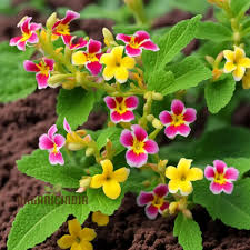 Image result for Mimulus