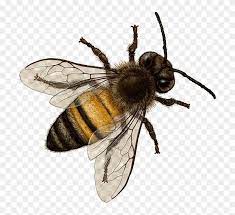 Find Hd Bee Png Image With Transparent Background Bourdon Terrestre Png Download To Search And Download More Free Tran Png Images Vintage Png Png Aesthetic
