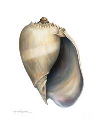 Touchtalent is premier online community of creative individuals helping. Conch Shell Painting At Paintingvalley Com Explore Collection Of Conch Shell Painting