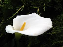 File:Fiore di calla. Foto Giovanni DallOrto, 1-June-2006 6.jpg - Wikimedia  Commons