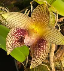 Image result for Bulbophyllum fuscum