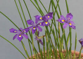 Image result for Moraea natalensis