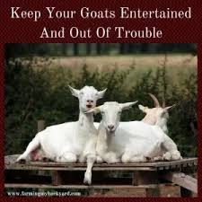You will need to base your goat's feed supply on the weight of the goat. Basic Goat Care For New Goat Keepers Farming My Backyard