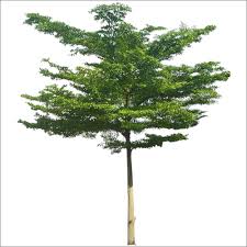 Image result for Terminalia mantaly